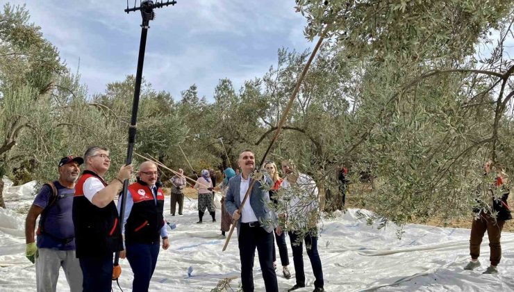 Vatandaş ile birlikte zeytin hasadı yaptılar