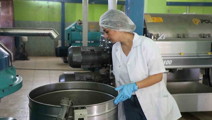 Zeytin hasadı öncesi fabrikalarda sıkı denetim