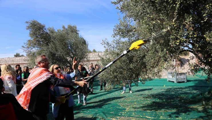 19. Ayvalık Uluslararası Zeytin Hasat Festivali’nde ilk hasat Barbun’un Çiftliği’nde gerçekleşti