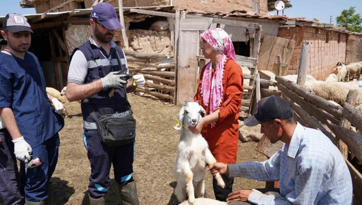 Aşısı olmayan riskli hayvana sahip çiftçilere uyarı: “Destek alamayacaklar”