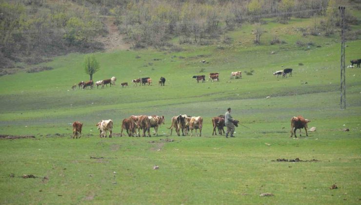 Aydın’da üreticilere hibe yem bitkisi tohumu dağıtılacak