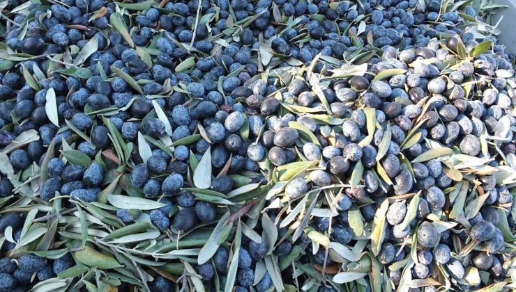 Balıkesir’de kuraklıktan büyüyemeyen zeytin yüz güldürmedi