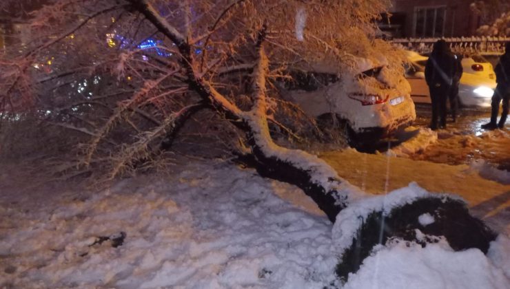 Bilecik’te ağaç otomobilin üstüne devrildi