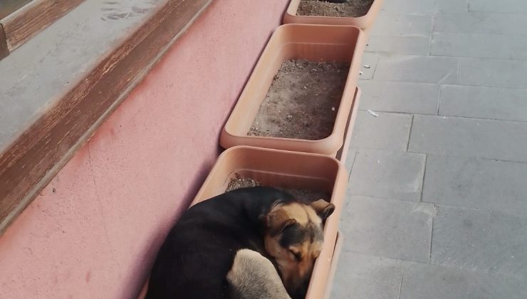 Bu köpekler işlerini biliyor