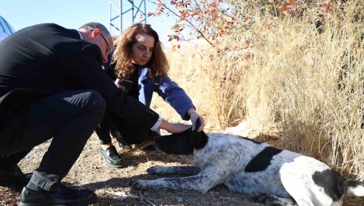 Can dostlar için Mudanya’da güç birliği