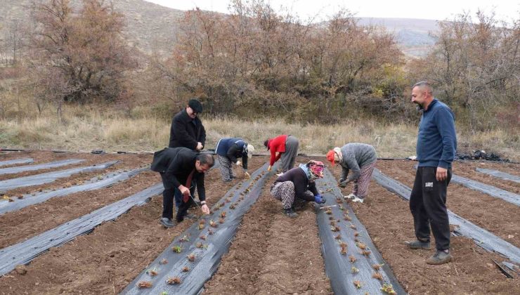 Çilek yetiştiriciliği projesiyle 20 dönüm alana 100 bin fide dikildi