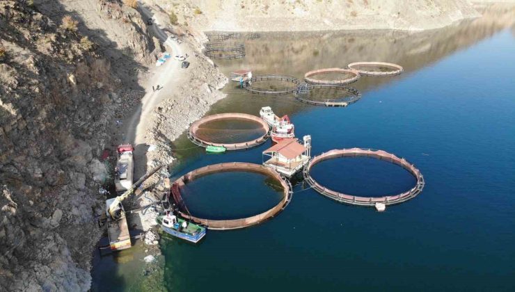 Deriner Barajı’nda ilk Türk somonu hasadı yapıldı