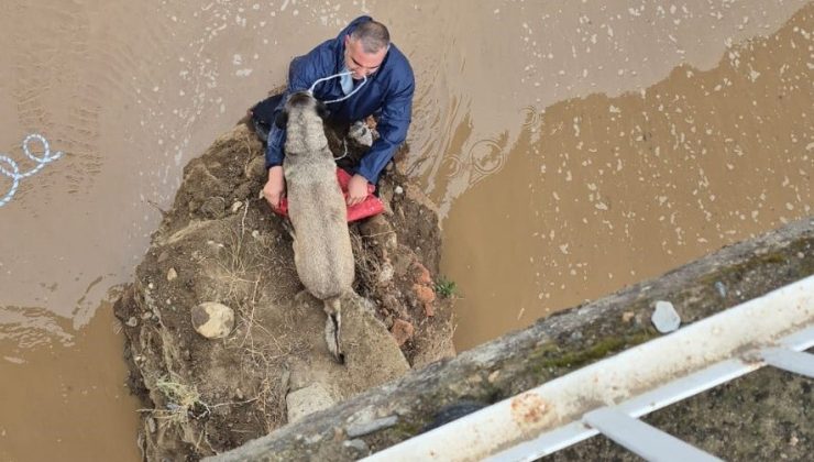 Edremit Çayı’nda mahsur kalan köpeği itfaiyeci suya girerek kurtardı