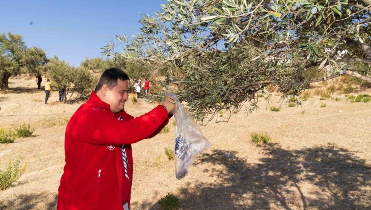 Engelli bireyler zeytin hasadı sayesinde sosyalleşti