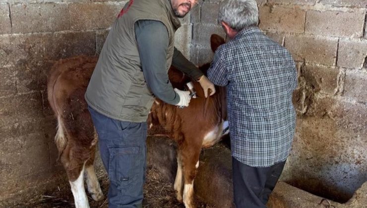 Gazipaşa’da hayvan sağlığı için aşılama seferberliği