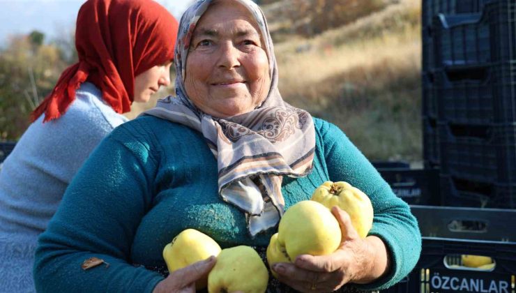 Kahramanmaraş’ta ayva hasadı