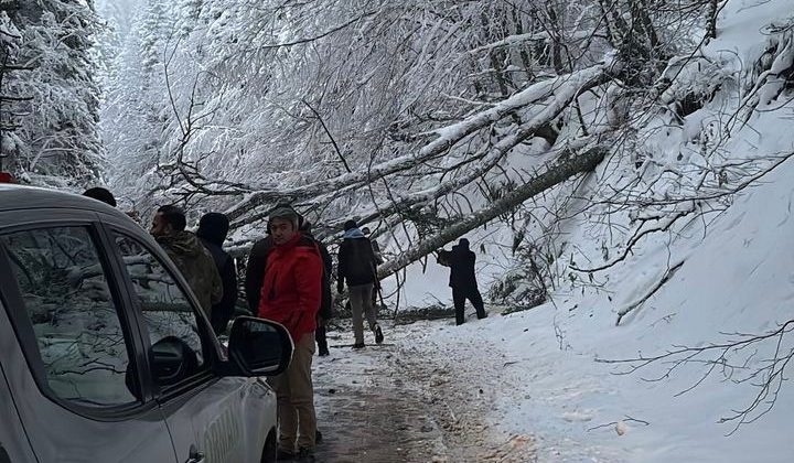 Kar ve tipiye dayanmayan ağaçlar Gölcük Tabiat Parkı yoluna devrildi