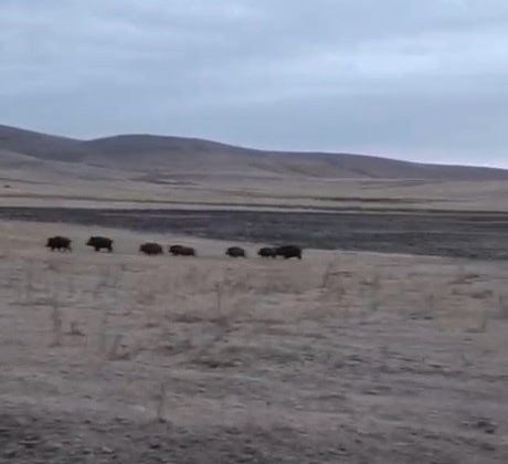 Kars’ta domuz sürüsü görüntülendi