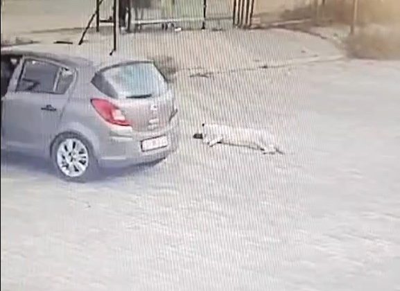 Köpeği çiğneyen sürücü serbest kaldı