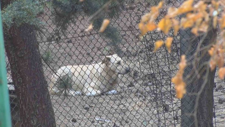 Köpekler tarafından yaralanan profesörün mahallesinde insanlar tedirgin