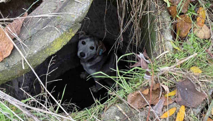 Kuyuya düşerek mahsur kalan sokak köpeğinin yardımına itfaiye koştu