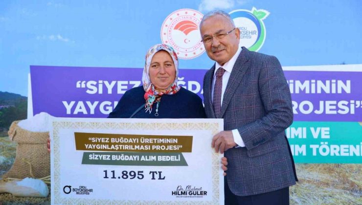 Ordu’da siyez buğdayı alımları