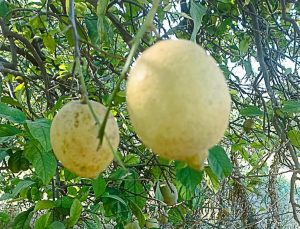 Ortaca’da limon ve greyfurt bahçelerinde incelemelerde bulunuldu