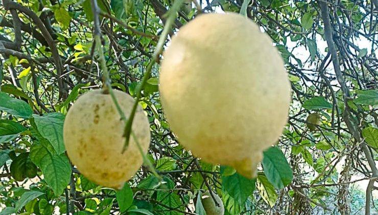 Ortaca’da limon ve greyfurt bahçelerinde incelemelerde bulunuldu