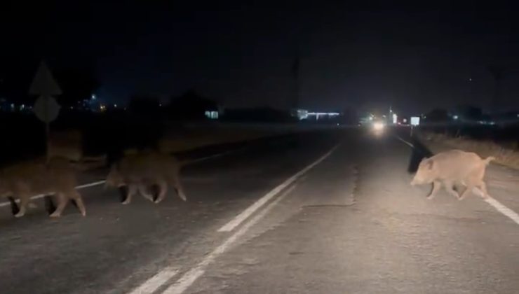 Şanlıurfa’da domuz sürüsü şehir merkezine indi