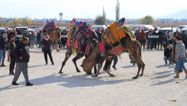 Saruhanlı’da deve güreşleri festivaline büyük ilgi