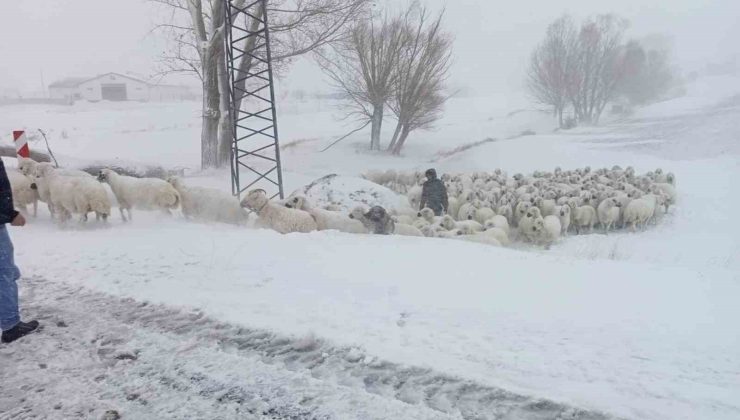 Sivas’ta sürüsü ile mahsur kalan çobanı Özel İdare ekipleri kurtardı