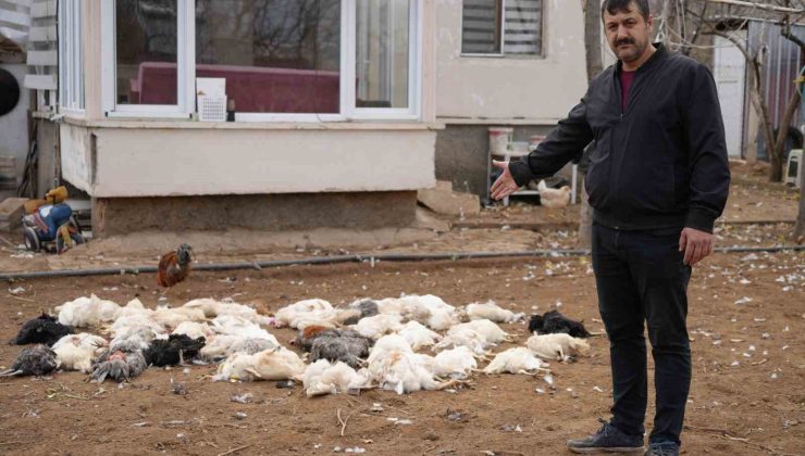 Tavukları için bağ evine geldi, gördüğü manzara karşısında şoke oldu: Sokak köpeği dehşeti kamerada