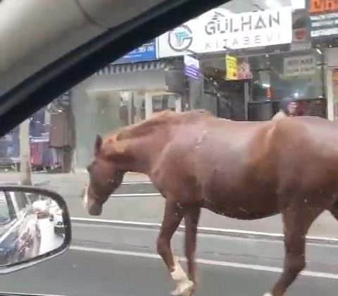 Tekirdağ’da sokaklarda gezen başıboş atlar şaşkınlığa sebep oldu