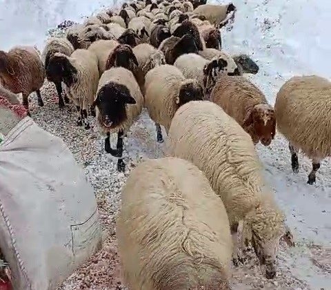 Yaylada mahsur kalan 600 koyun kurtarıldı