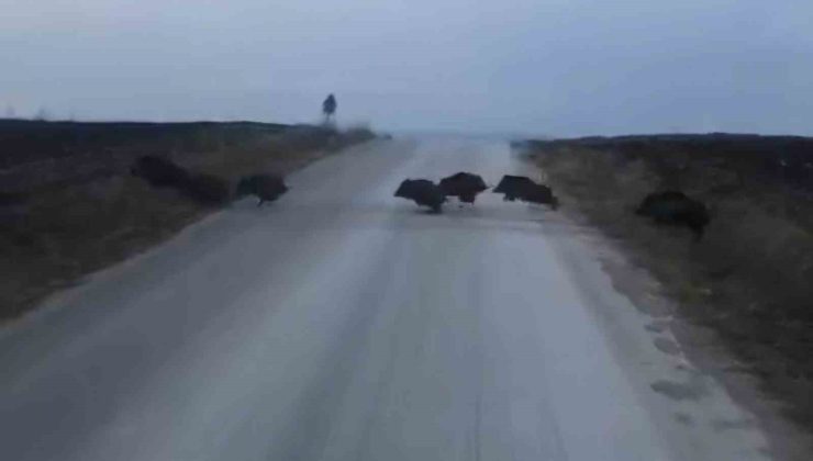 Çorum’da domuz sürüsü kamerada