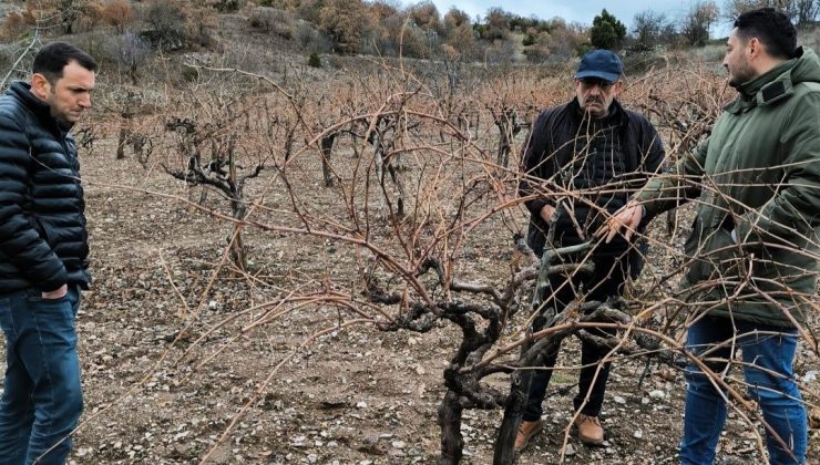 Emet’te pekmez evi ve üzüm bağlarında inceleme