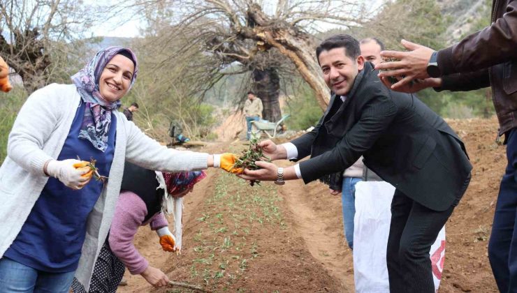 Feke’de sahlep fidanları toprakla buluştu