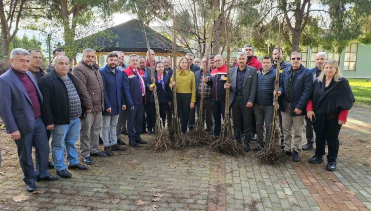 Hastalıklara dayanıklı kestane fidanları Nazillili üreticilere dağıtıldı