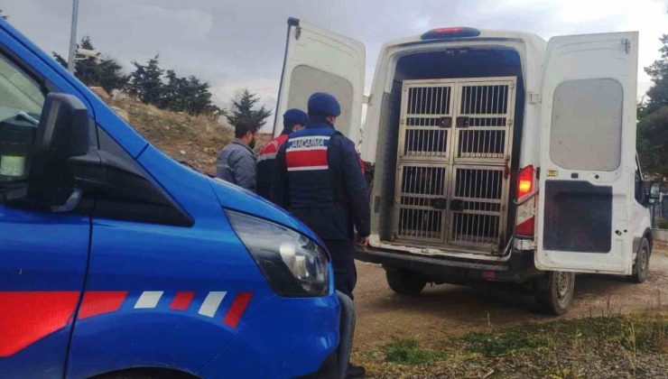 Kırıkkale’de dövüştürülen köpekler kurtarıldı, sorumlulara para cezası uygulandı