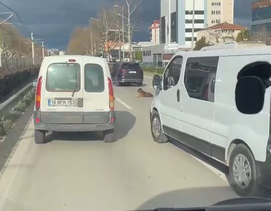 Köpeğin keyfi trafiğe kilitledi