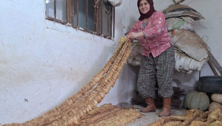 Manisalı kadın üretici organik tütün yetiştirmeye devam ediyor