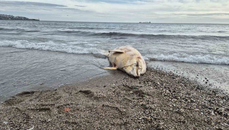 Marmara Denizi’nde ölü yunus balığı bulundu