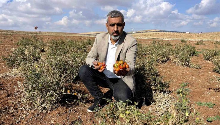 Şanlıurfa’nın kıraç arazilerinde yetişen bej domates koruma altına alınıyor