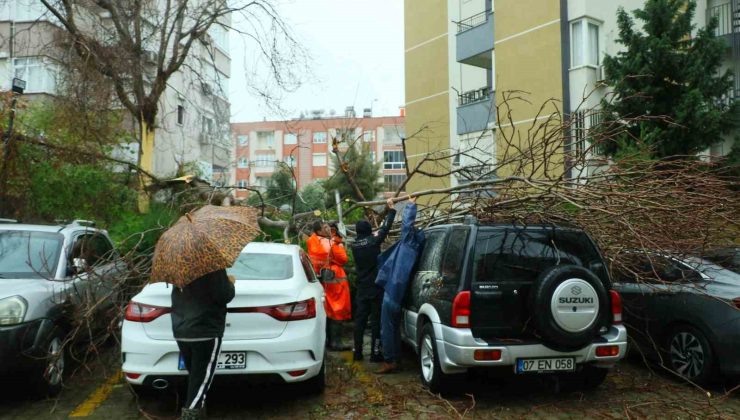 Şiddetli rüzgarın ortadan ikiye ayırdığı ağaç 3 aracın üzerine devrildi