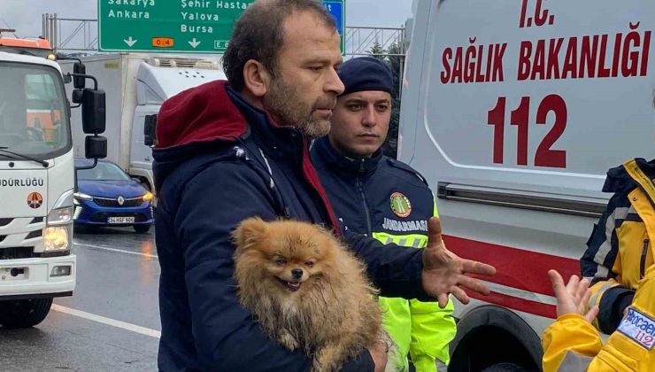 TEM’de cip istinat duvarına çarptı: Köpeğini bir an olsun bırakmadı