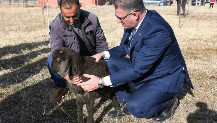 Van’da koyunculuk projesi başarıyla devam ediyor