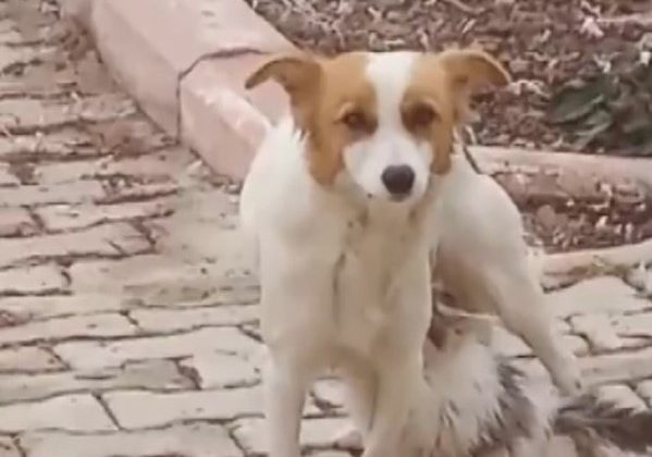 Yavru kediyi ‘Çiko’ isimli depremzede köpek emziriyor