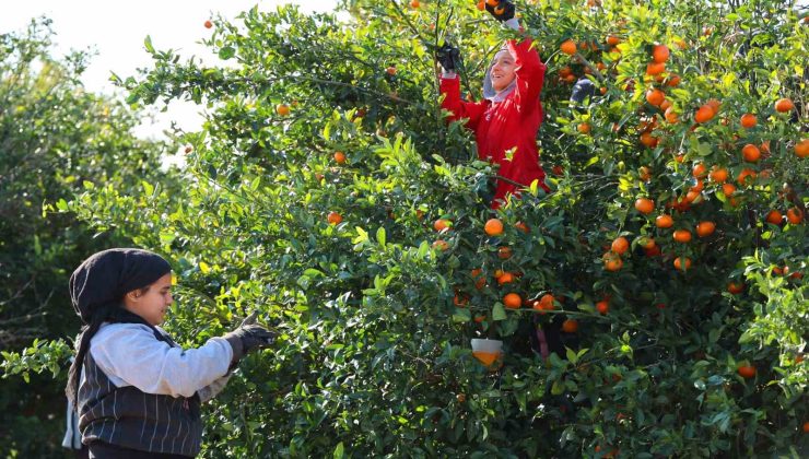 Adana’da mandalina hasadı sürüyor: ’Dalında fiyat 17-18 lira’