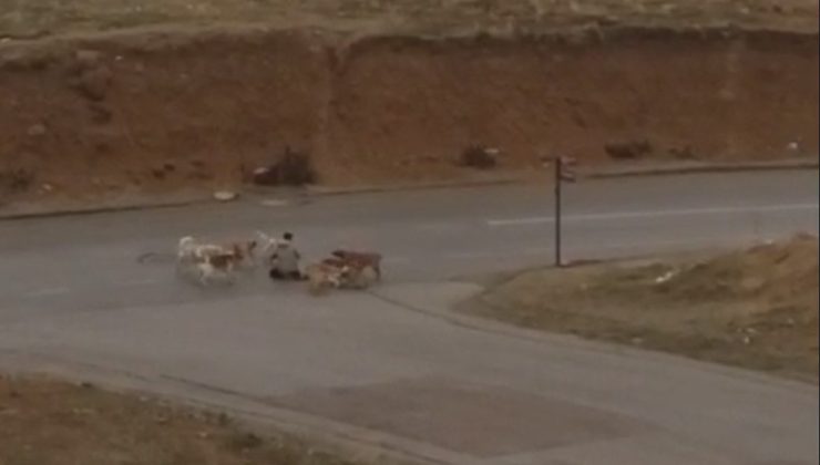 Ankara’da başıboş köpekler yere yatırdıkları vatandaşı defalarca ısırdı