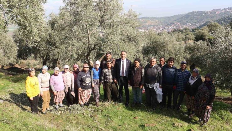 Başkan Arıcı zeytin hasadında üreticiler ve işçiler ile bir araya geldi