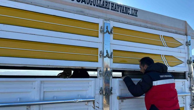 Çavdarhisar’da kaçak ve belgesiz hayvan hareketleri kontrolü