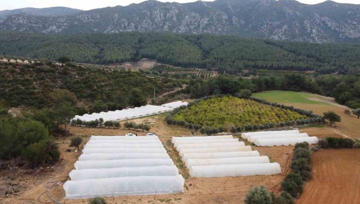 Çilekleri korumak için ses bombalı tedbir aldı