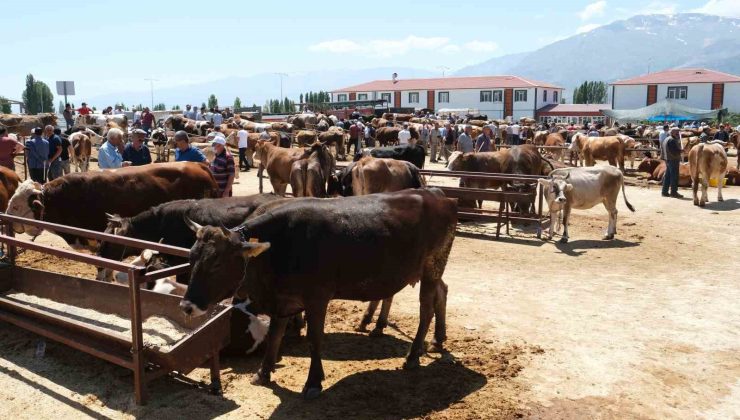 Erzincan’daki hayvan pazarında şap karantinası