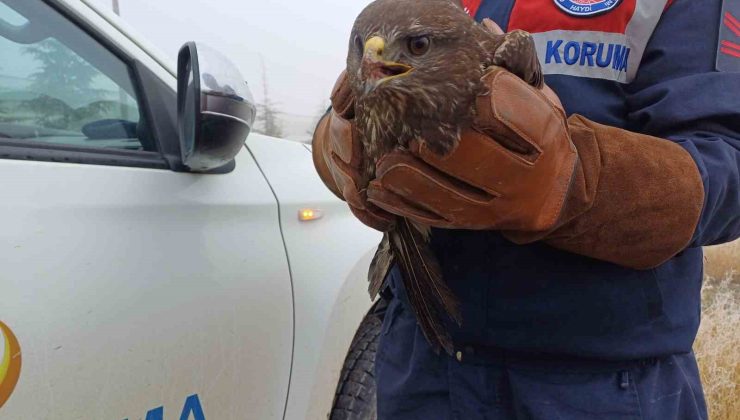 Jandarmanın yaralı halde bulunduğu kızıl şahin koruma altına alındı