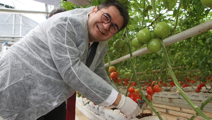 Jeotermal Sera’da yılın ilk hasadı yapıldı